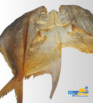 রূপচাঁদা শুঁটকি কক্সবাজার